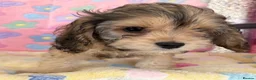 Cockapoo dogs for sale: Beautiful cockapoos 🐶🐶 ready now - Advert 17