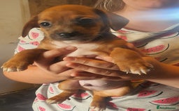 Mixed Breed dogs for sale: Dashound x shih tuz  - Image 6