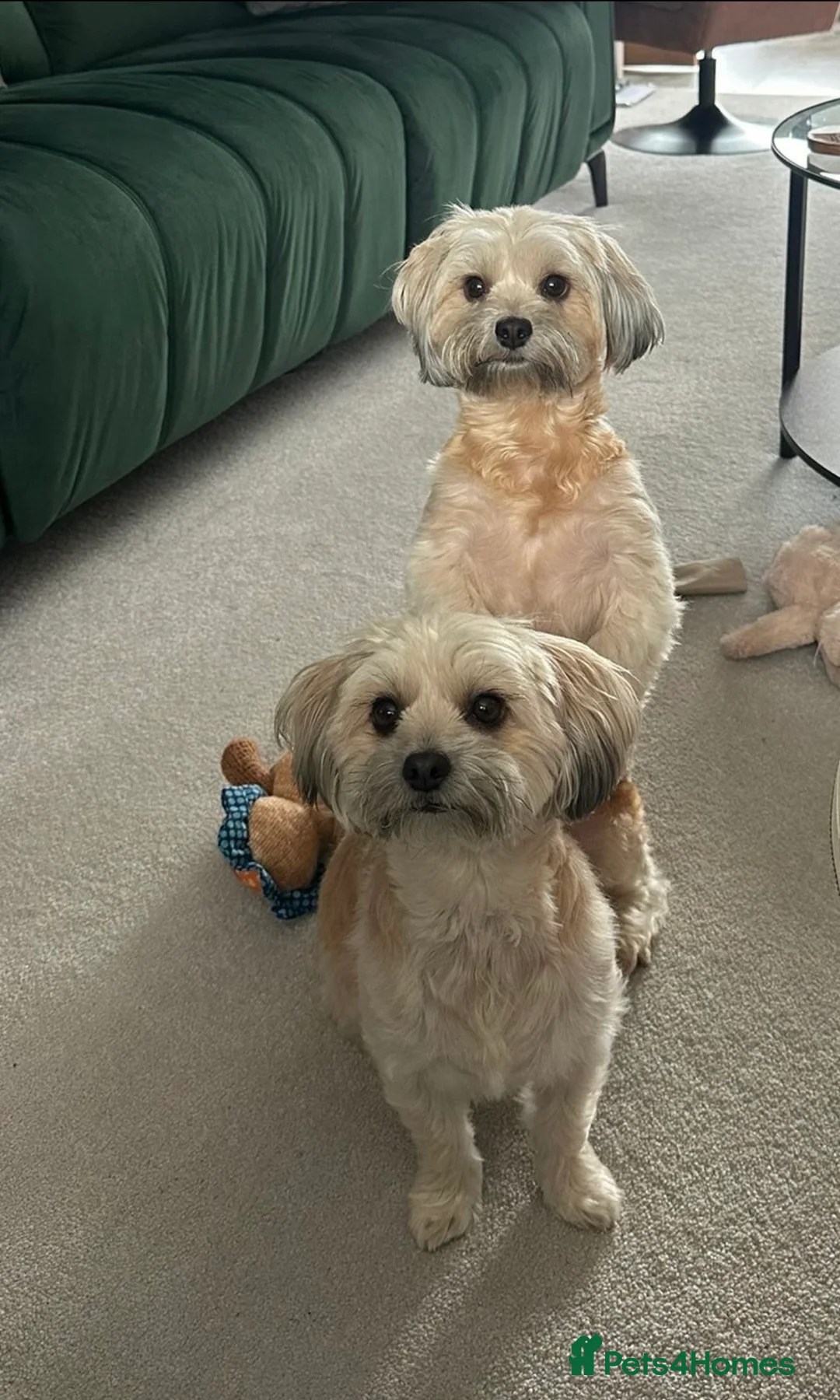 Shih Tzu dogs for sale: Two sisters need a loving home - Advert 4