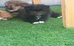 Pomeranian dogs for sale: Pomeranian fox boy dew to home falling through  in Worksop - Image 16