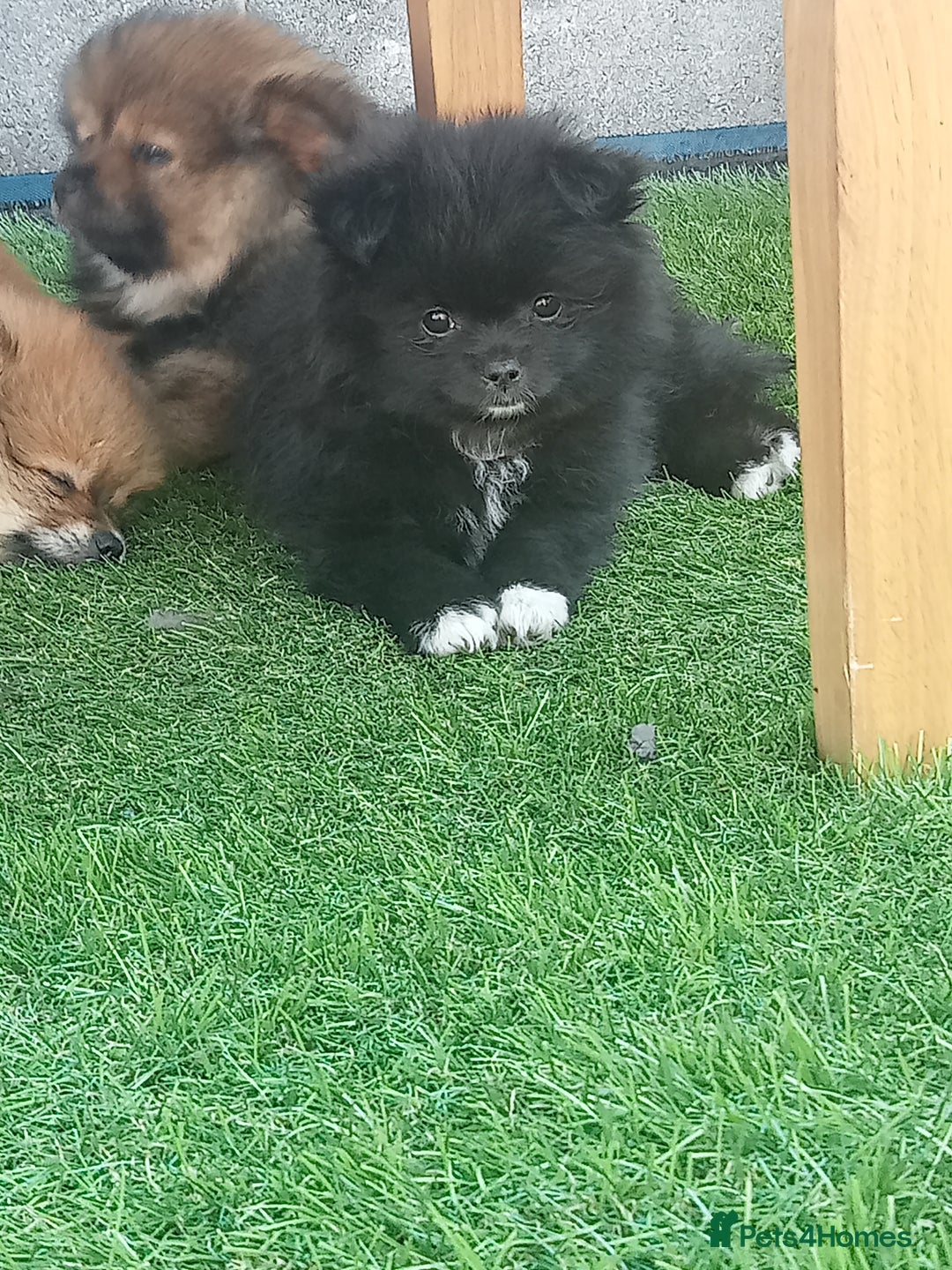 Pomeranian dogs for sale: Pomeranian fox boy dew to home falling through  in Worksop - Image 16