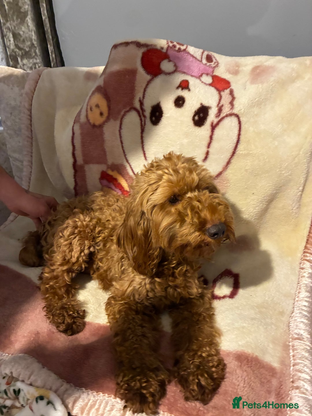 Cockapoo dogs for sale: Cockapoo puppy’s  - Advert 19