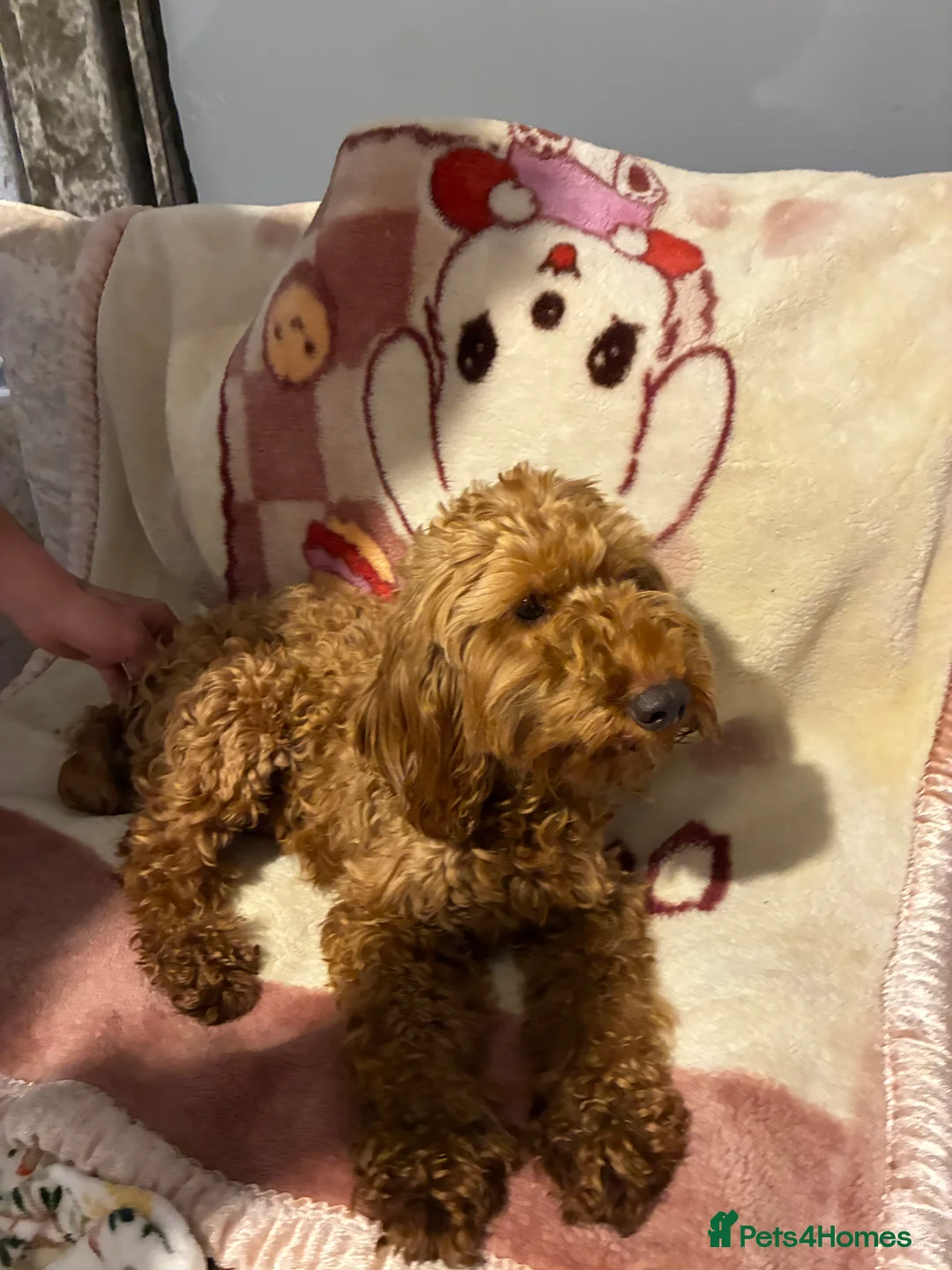 Cockapoo dogs for sale: Cockapoo puppy’s  - Advert 19