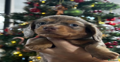 Miniature Dachshund dogs Ready Now Long Hair Miniature Dachshund males - Advert 6