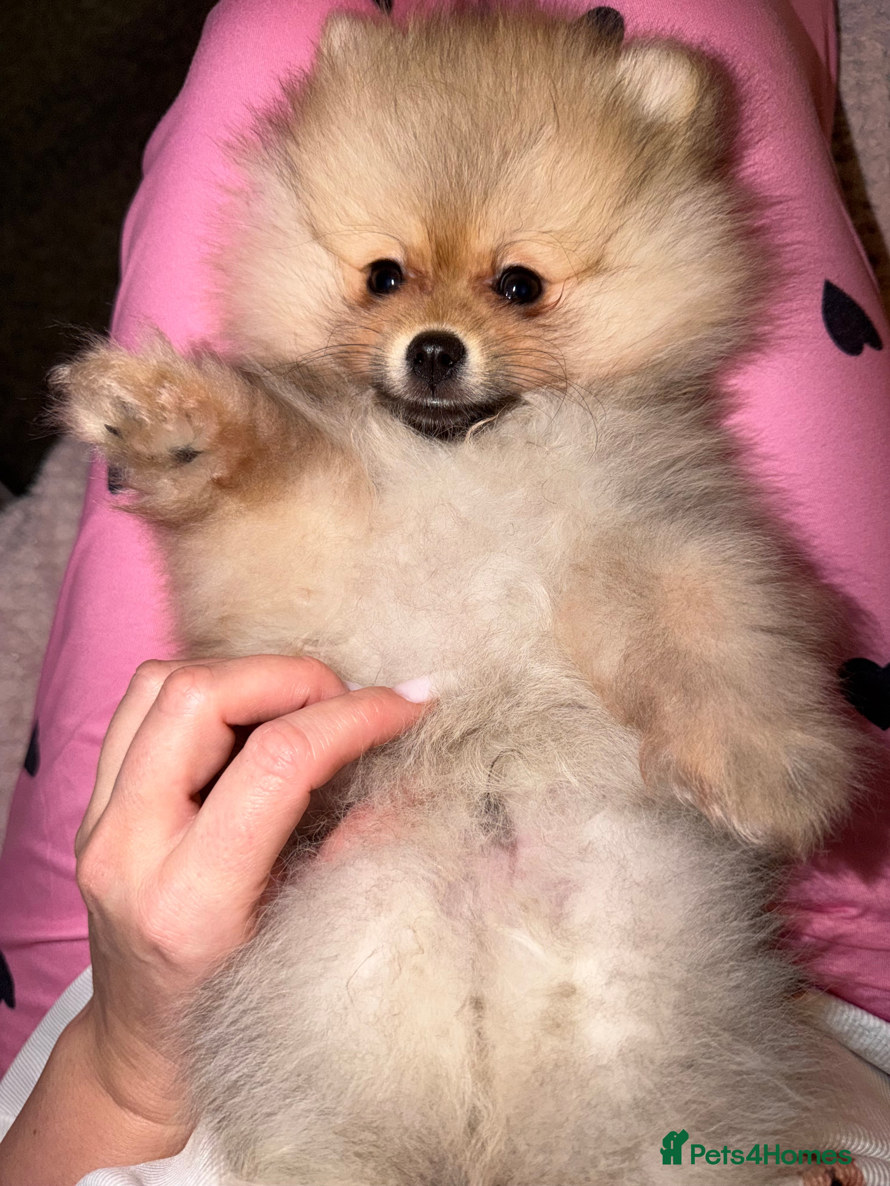 Pomeranian dogs Fluffy Pomeranian Boys Full of Love  - Advert 6