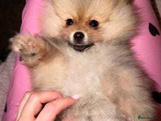 Pomeranian dogs Fluffy Pomeranian Boys Full of Love - Advert 6
