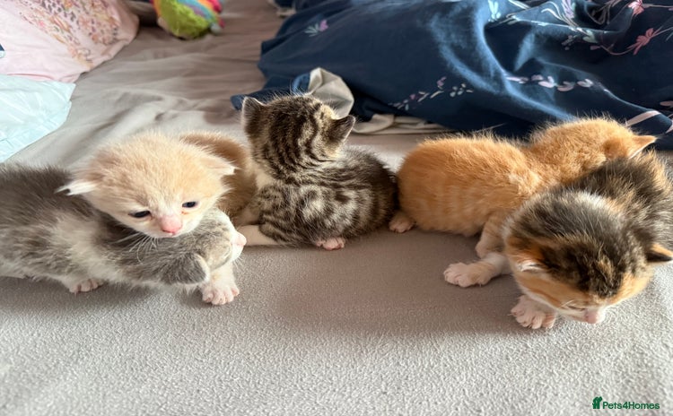 Mixed Breed cats - Advert 1