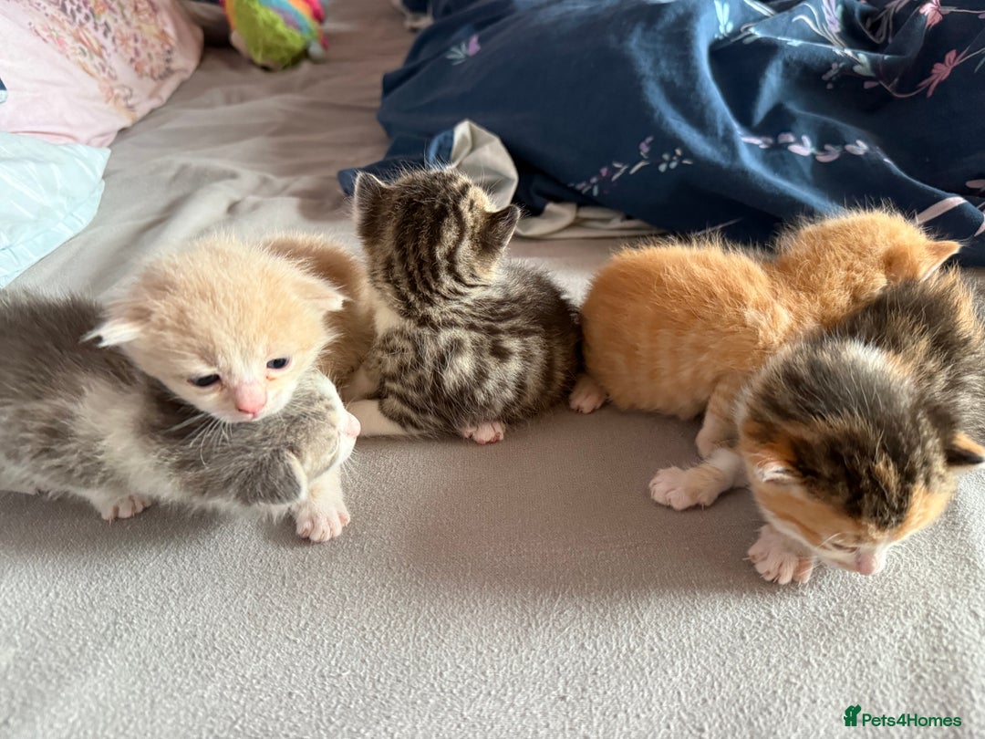 Mixed Breed cats for sale: Kittens  - Image 1