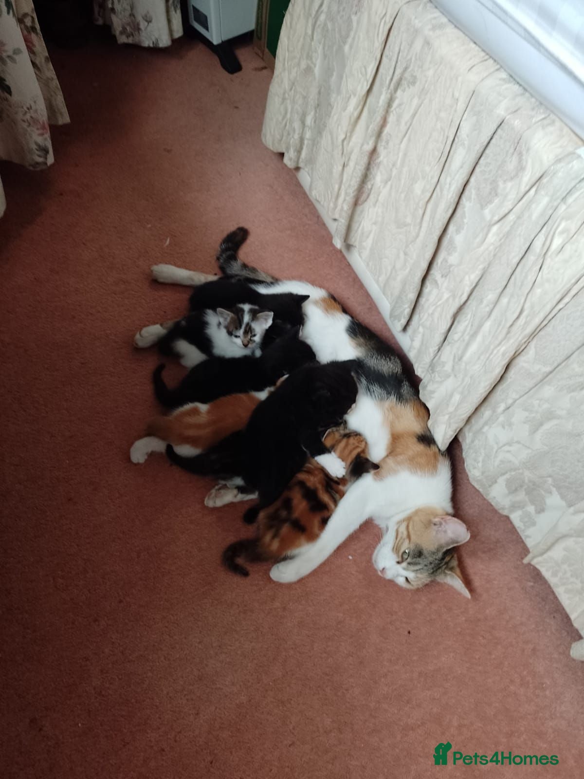 Mixed Breed cats Kittens from loving country cottage home - Advert 2