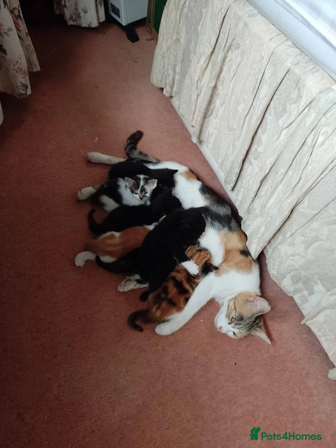 Mixed Breed cats for sale: Kittens from loving country cottage home - Advert 1