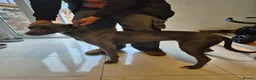 Lurcher dogs for sale: Bull lurcher pup in Stockport - Advert 1