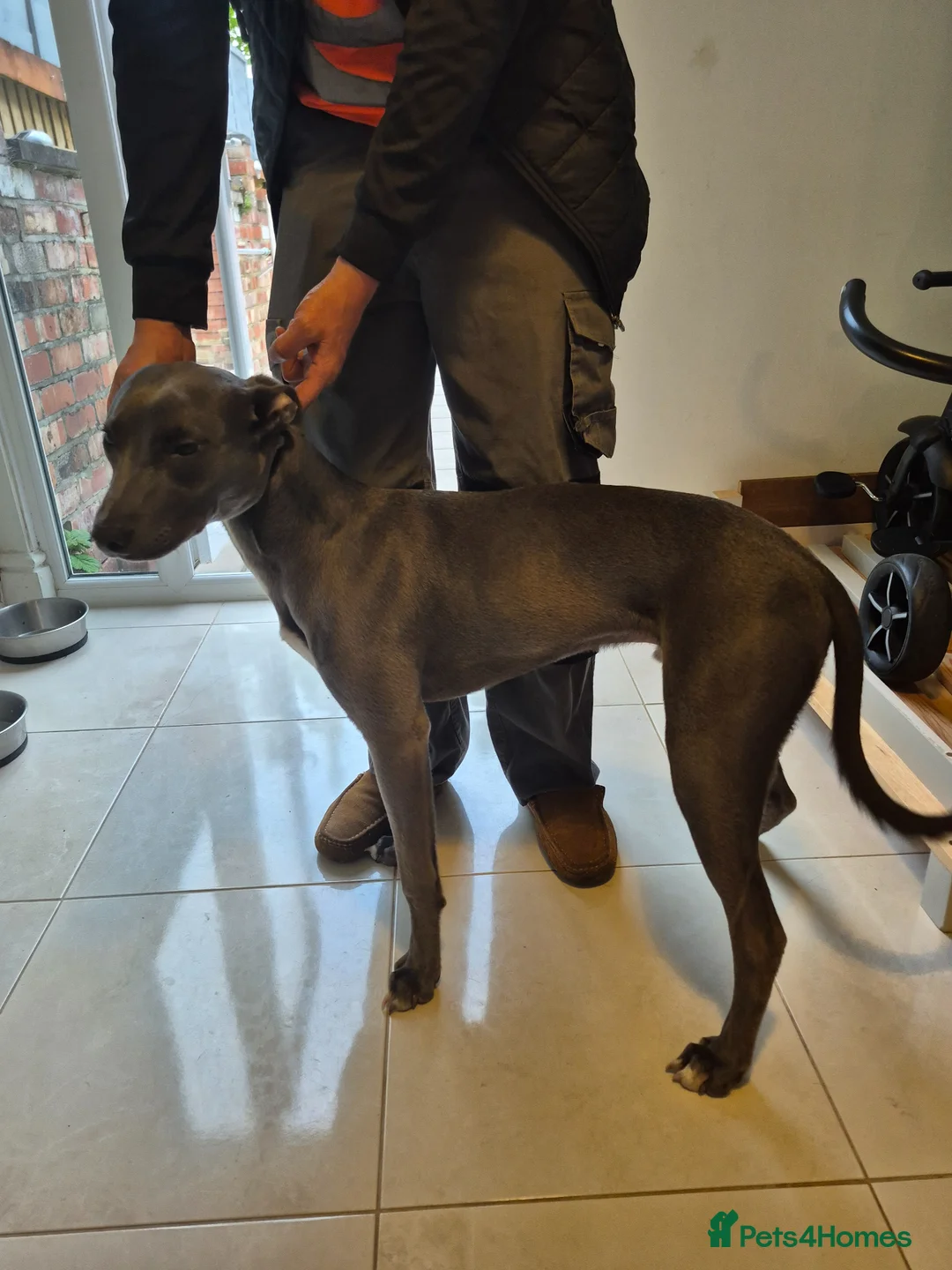 Lurcher dogs for sale: Bull lurcher pup in Stockport - Advert 1