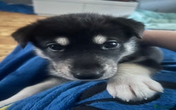 Siberian Husky dogs for sale: Beautiful husky puppies 2 girls & 4 boys left.  - Image 5