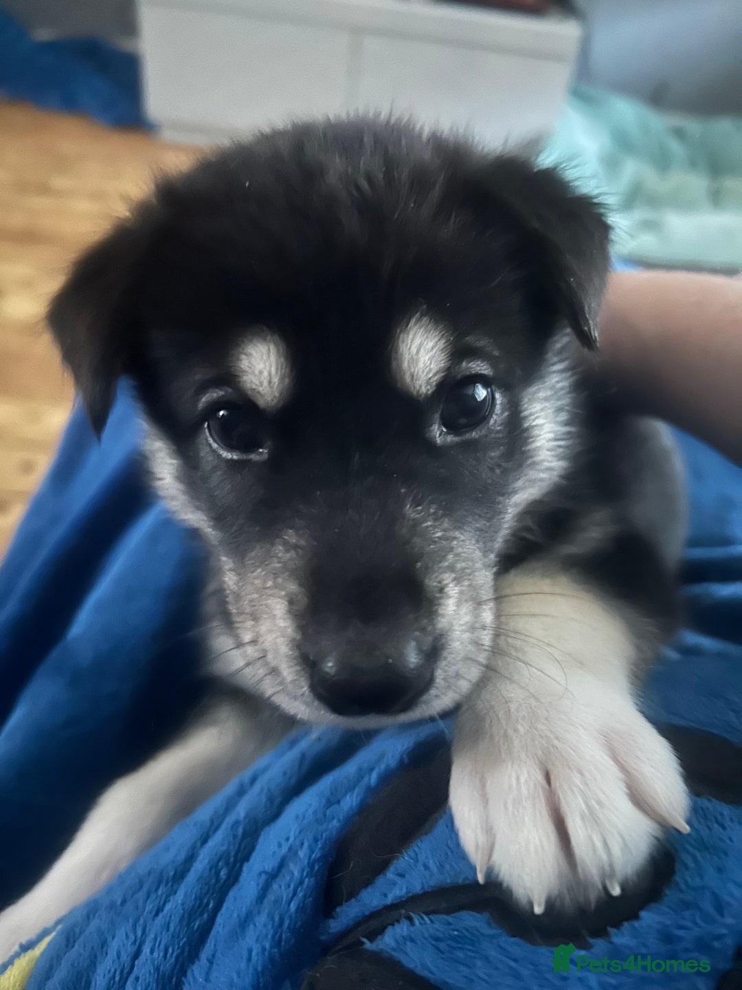 Siberian Husky dogs for sale: Beautiful husky puppies 2 girls & 4 boys left.  - Image 5
