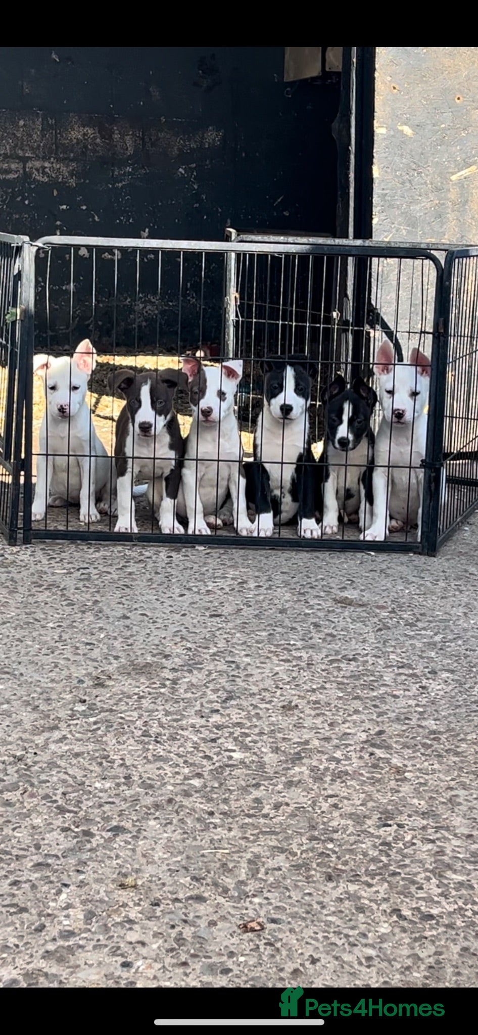 Mixed Breed dogs READY TO LEAVE Husky x American bulldog puppies  - Advert 11