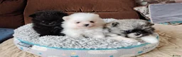 Pomeranian dogs for sale: Pom puppies with Kc reg , pedigree for sale - Advert 1