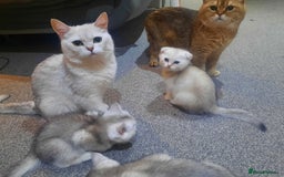British Shorthair cats for sale: British shorthair silver chinchilla  - Image 18