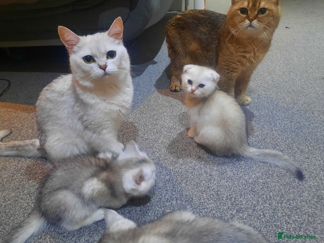 British Shorthair cats for sale: British shorthair silver chinchilla  - Image 18