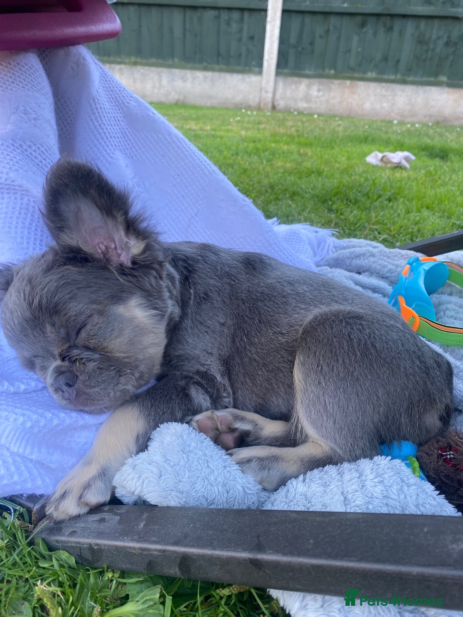 French Bulldog dogs FLUFFY FRENCH BULLDOG - Advert 17