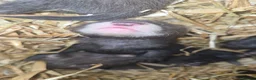Ferret rodents for sale: Eu black x ferret kits  - Advert 3