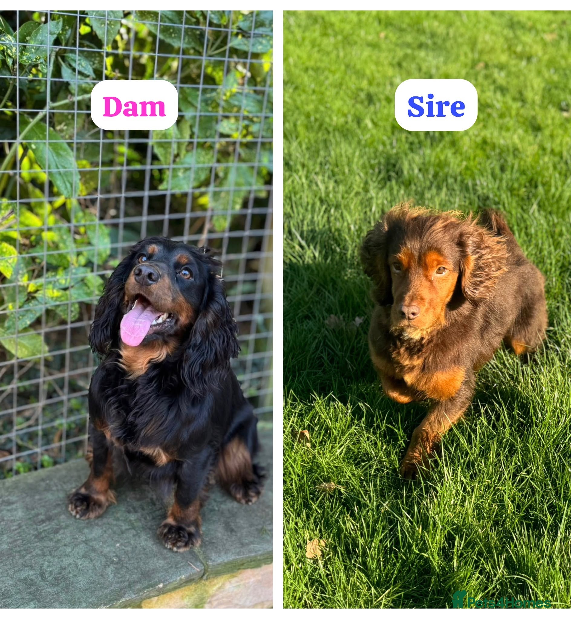 Cocker Spaniel dogs BEAUTIFUL , BLACK-TAN , KC REG , FEMALE COCKER PUP - Advert 2