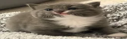 Mixed Breed cats for sale: 3 Beautiful kittens left (read description) 🌟 🐱  - Advert 21