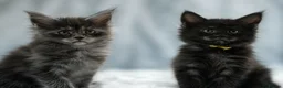 Maine Coon cats for sale: 🔥Black & Smoke Maine Coon Kittens🔥 - Advert 18