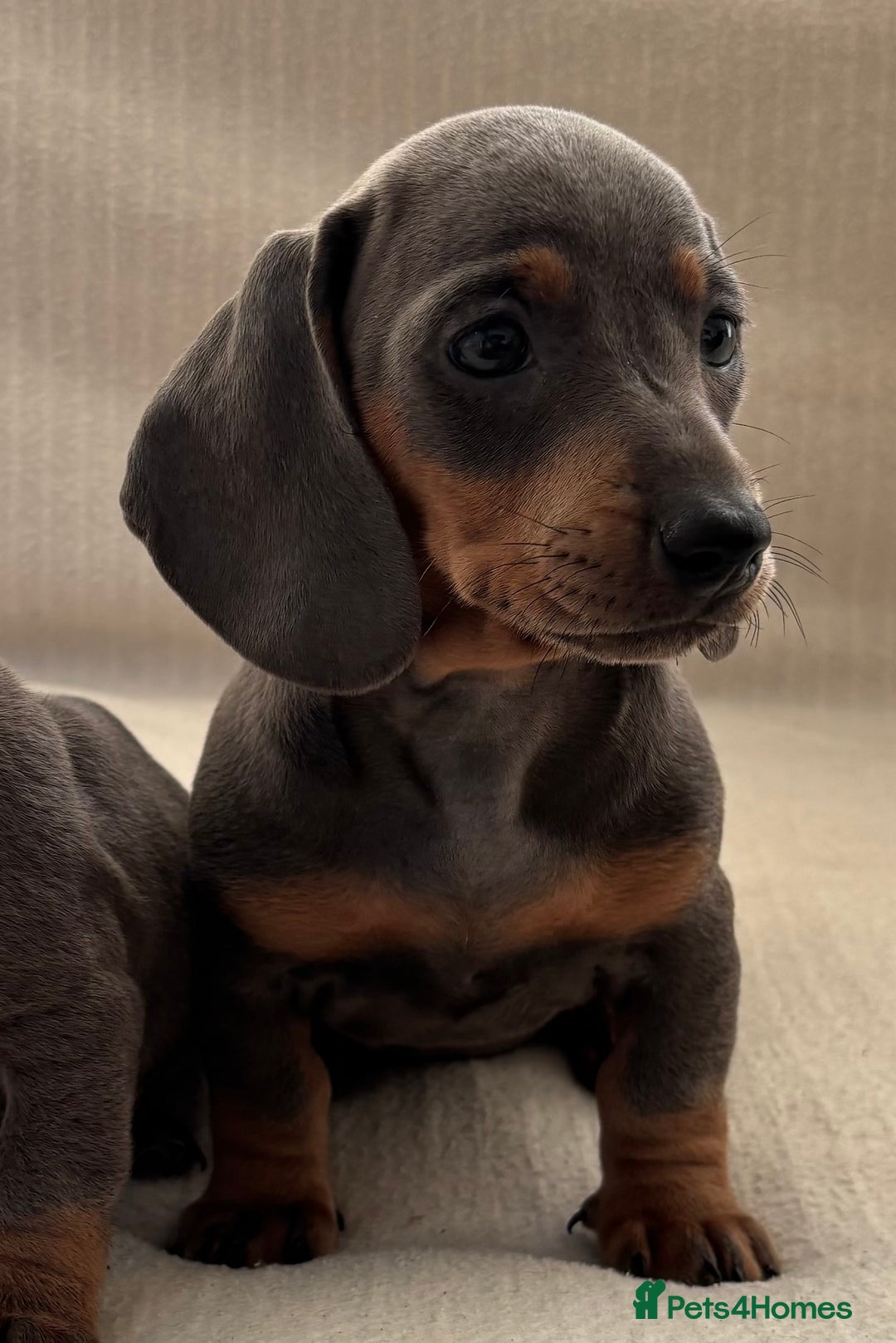 Miniature Dachshund dogs for sale: Gorgeous rainbow litter of miniature dachshund’  - Image 8