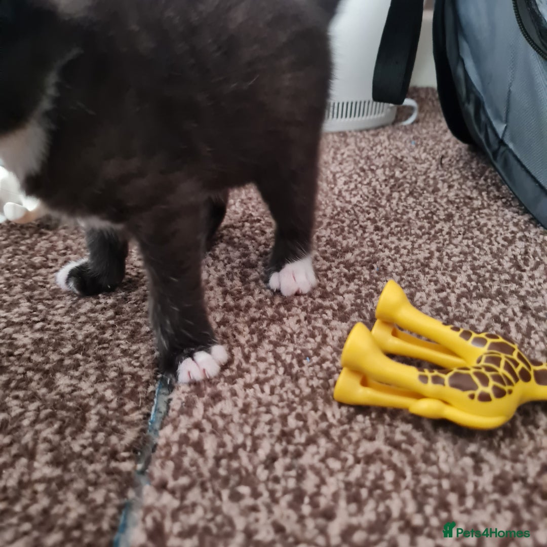 Mixed Breed cats for sale: 2 Beautiful little Boy kittens tabby & black white - Image 5