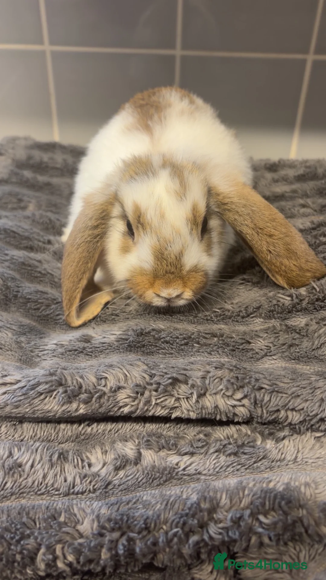 Mini Lop rabbits for sale: Baby bunnies  in Biggleswade - Advert 2