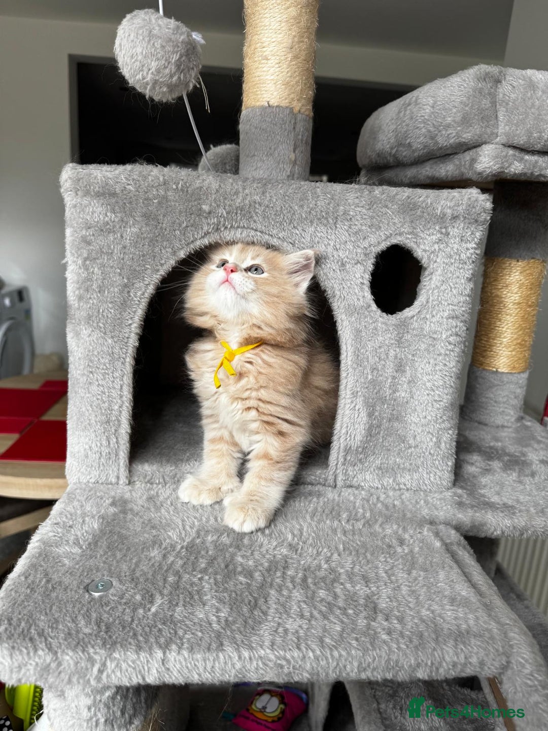 Maine Coon cats for sale: Ginger Polydactyl Main Coon kittens available - Image 7