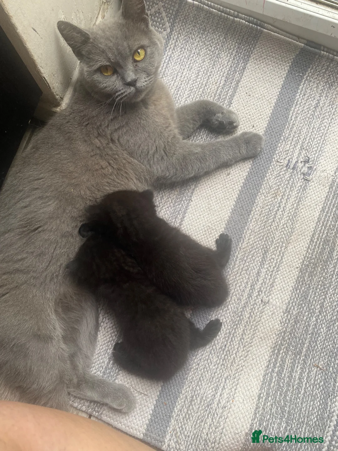 Mixed Breed cats for sale: Half british shorthair kitten - last female - Advert 2