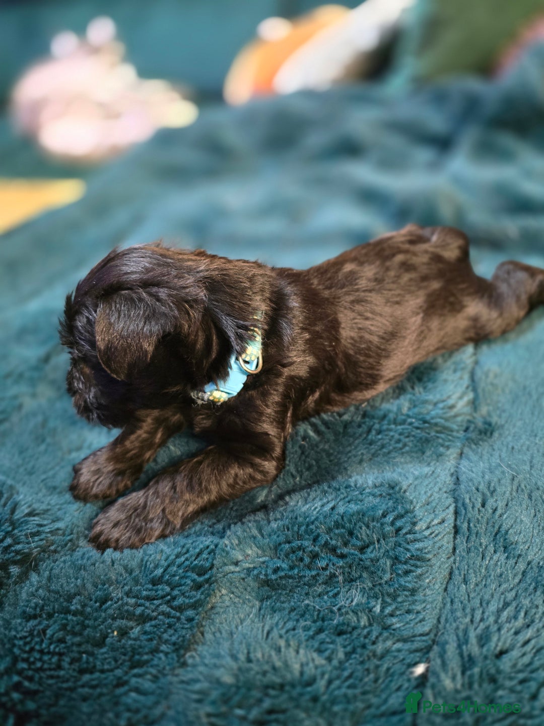 Miniature Schnauzer dogs for sale: 3 puppys left -KC - Miniature Schnauzer Puppies - Image 31
