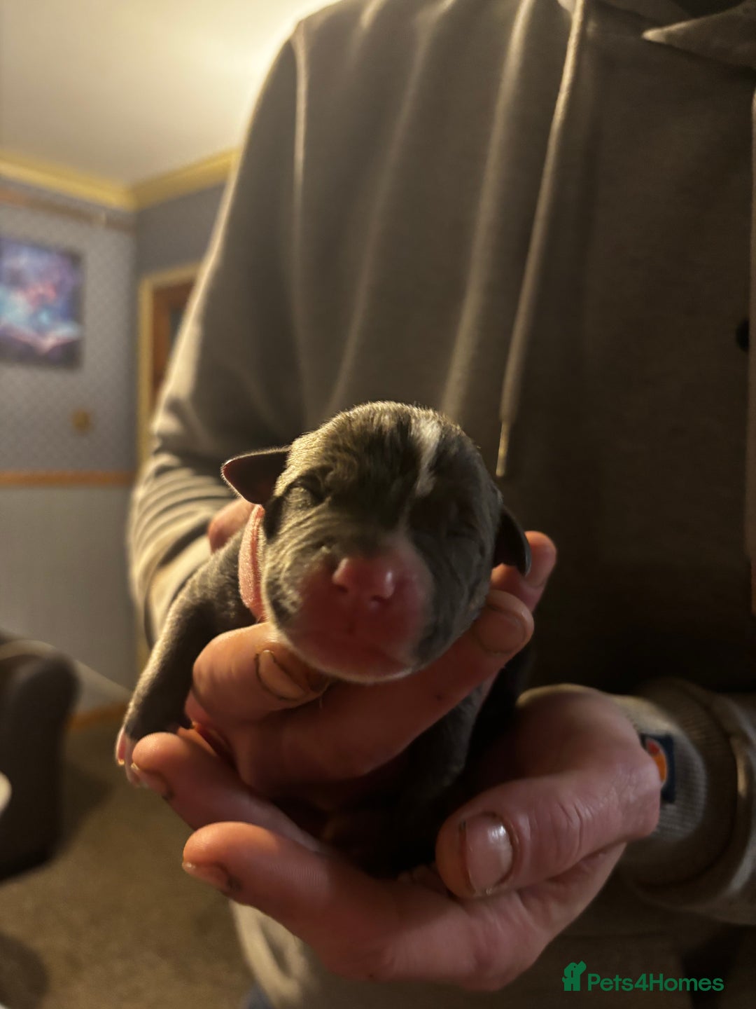 Mixed Breed dogs for sale: Puppies Looking For Forever Homes 🩷 - Advert 4