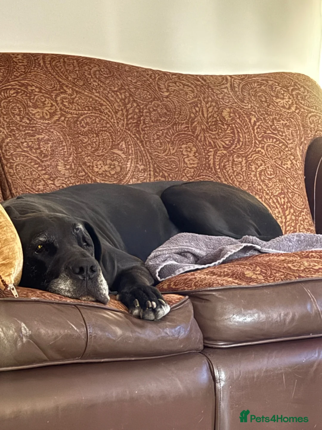 Great Dane dogs for sale: Black Female Great Dane 5yrs Old in Windsor - Advert 2