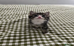 Mixed Breed cats for sale: Grey, black & white female kitten, 7 weeks old - Image 2