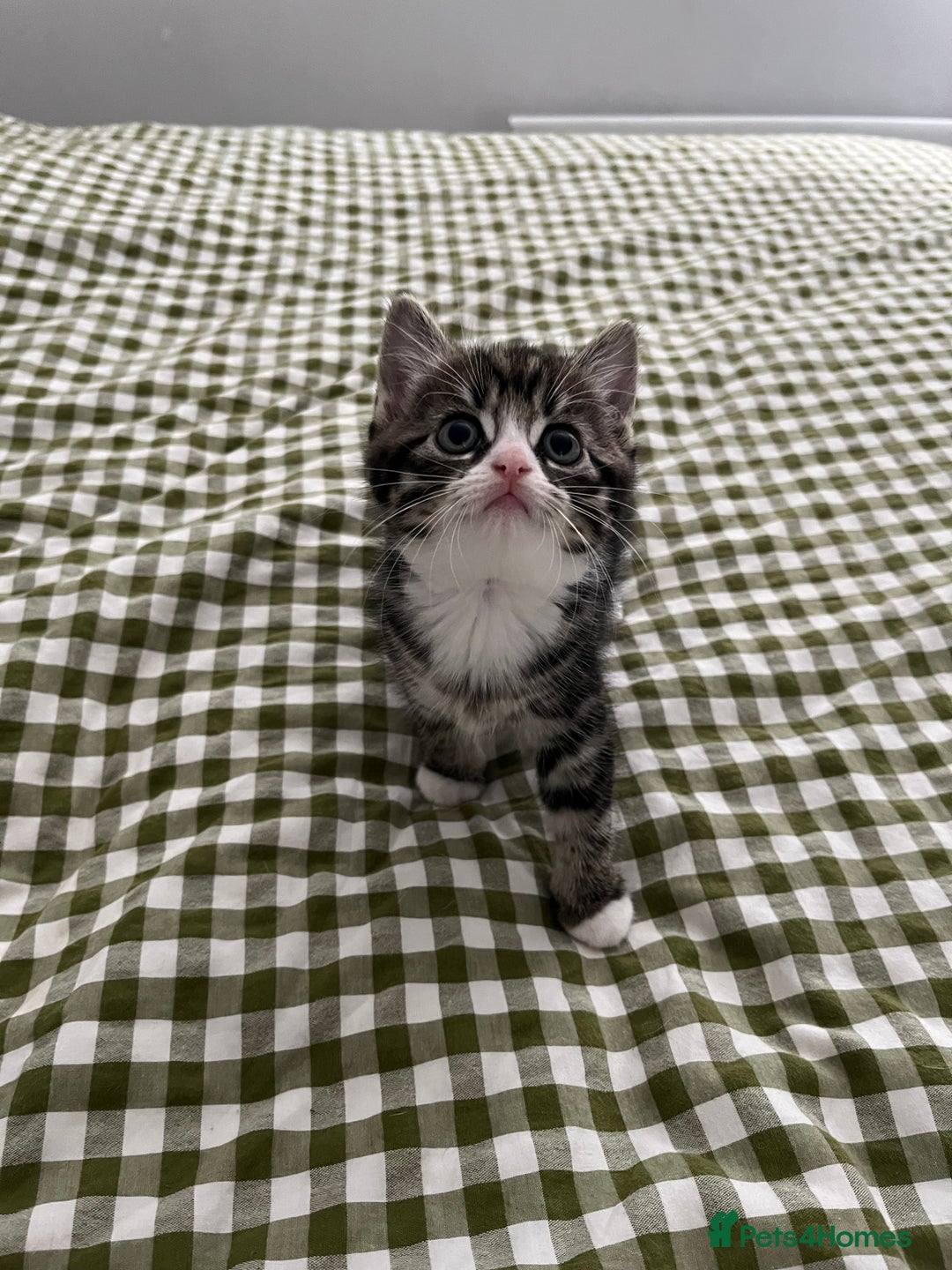 Mixed Breed cats for sale: Grey, black & white female kitten, 7 weeks old - Image 2