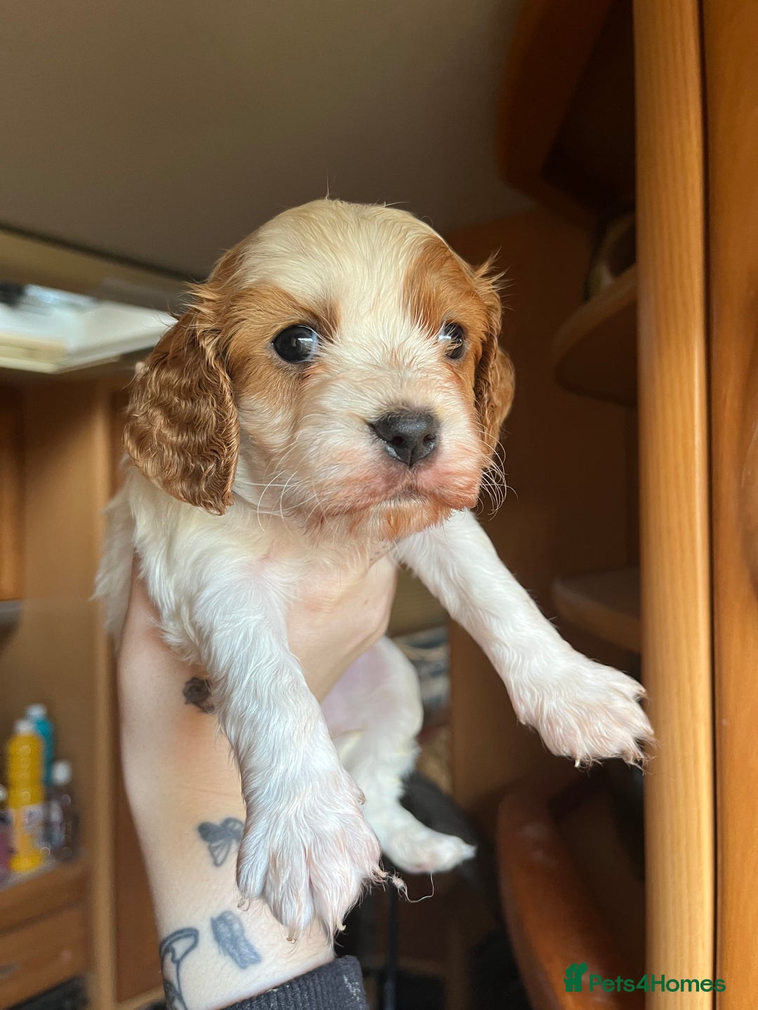 Cavapoo dogs for sale: *READY TO GO* beautiful cavapoo boy - Advert 2