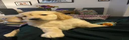 Goldendoodle dogs for sale: Two gorgeous goldendoodles. F1 girls - Advert 2