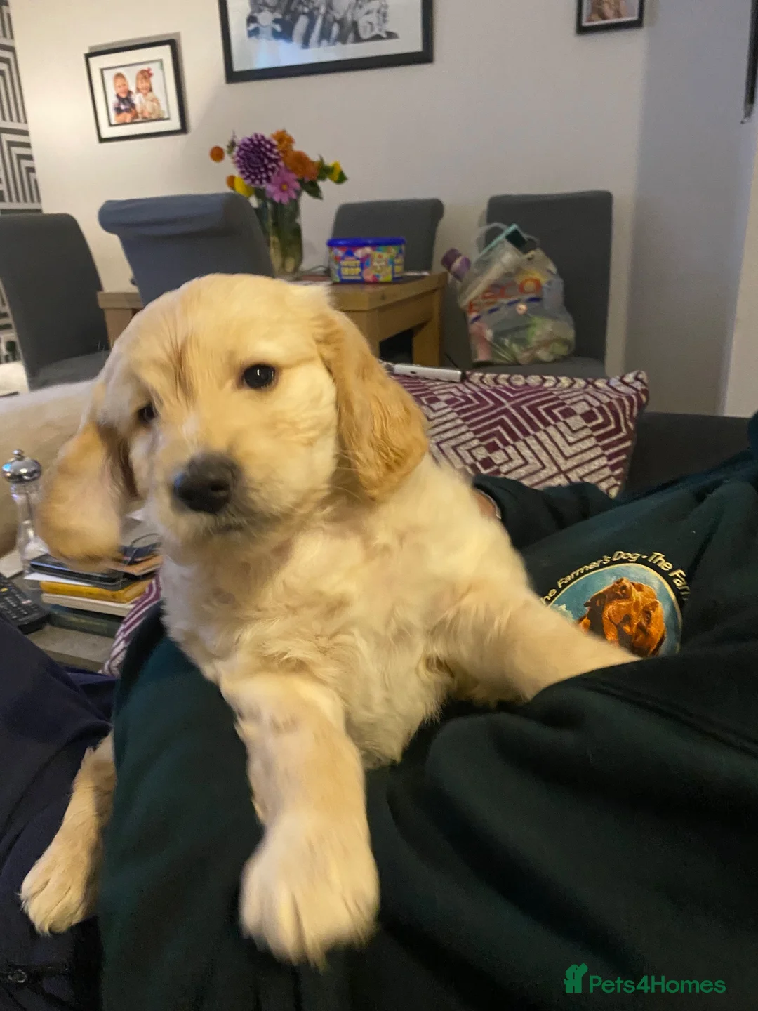 Goldendoodle dogs for sale: Two gorgeous goldendoodles. F1 girls - Advert 2