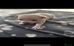 Chihuahua dogs for sale: Chihuahua Puppy 3 - 2 boy, 1 girl  chihuahua  - Image 8
