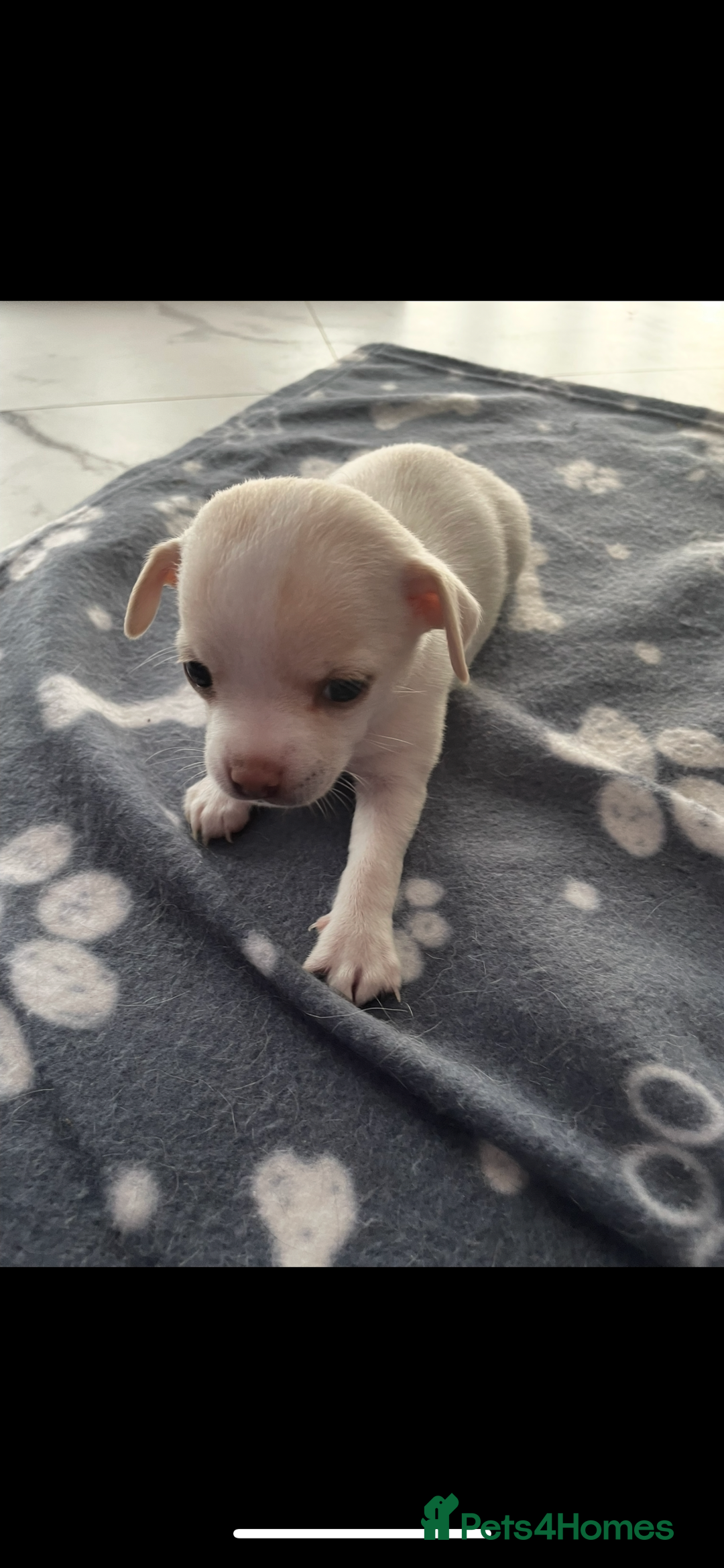 Chihuahua dogs for sale: Chihuahua Puppy 3 - 2 boy, 1 girl  chihuahua  - Image 8