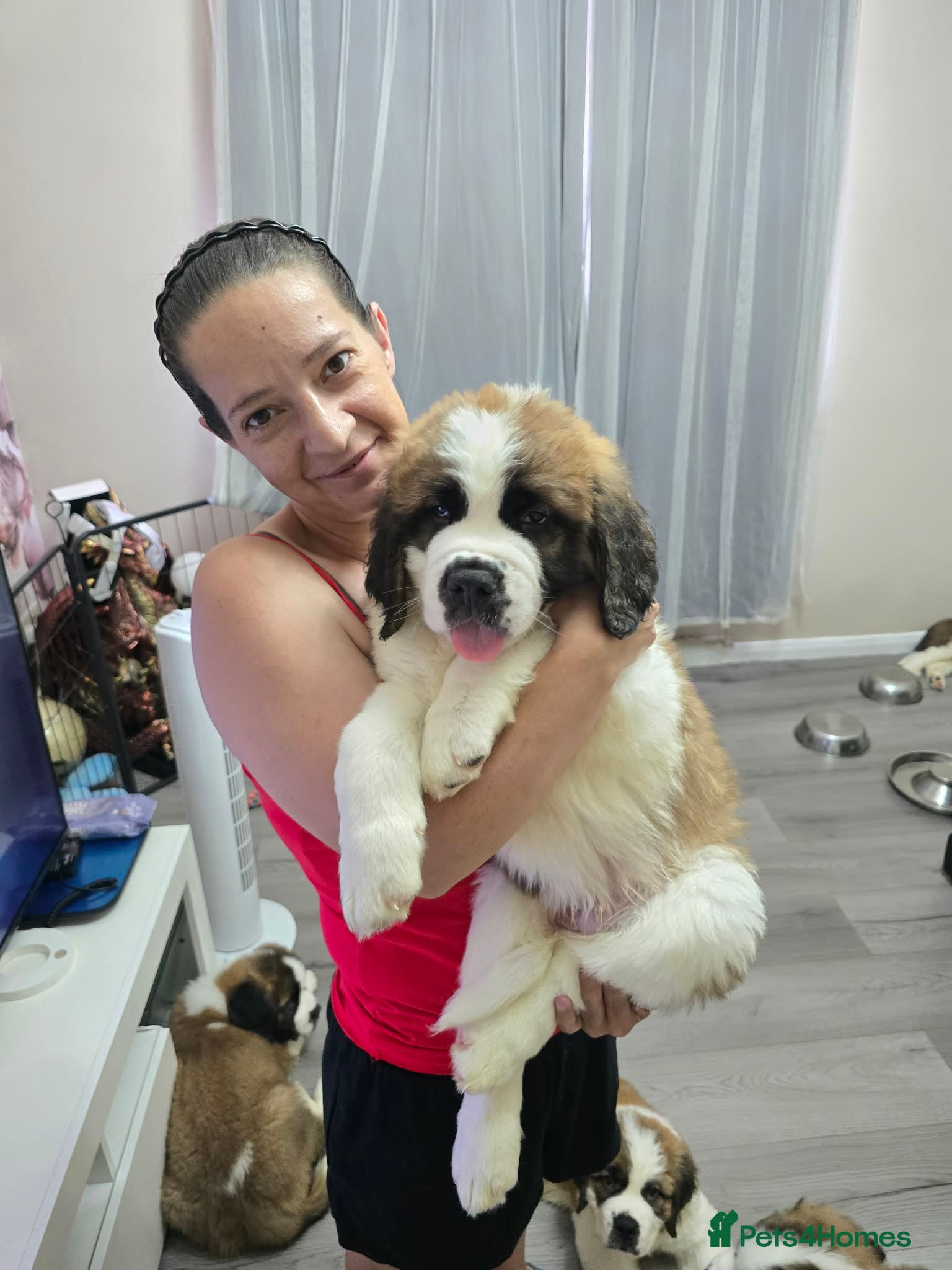 Saint Bernard dogs Saint Bernard puppies READY NOW  - Advert 5