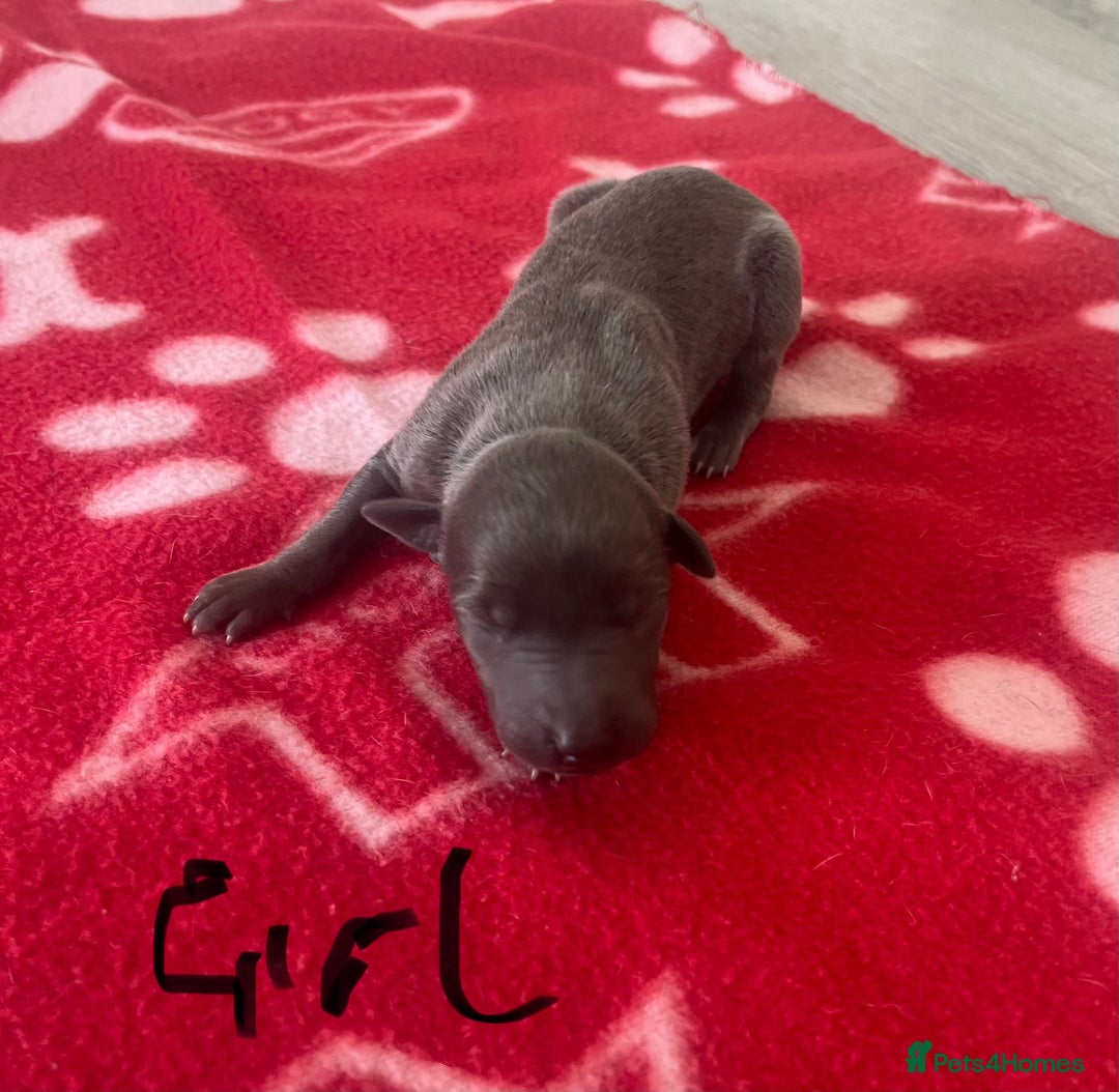 Whippet dogs for sale: KC registered stunning selection whippet pups - Advert 9