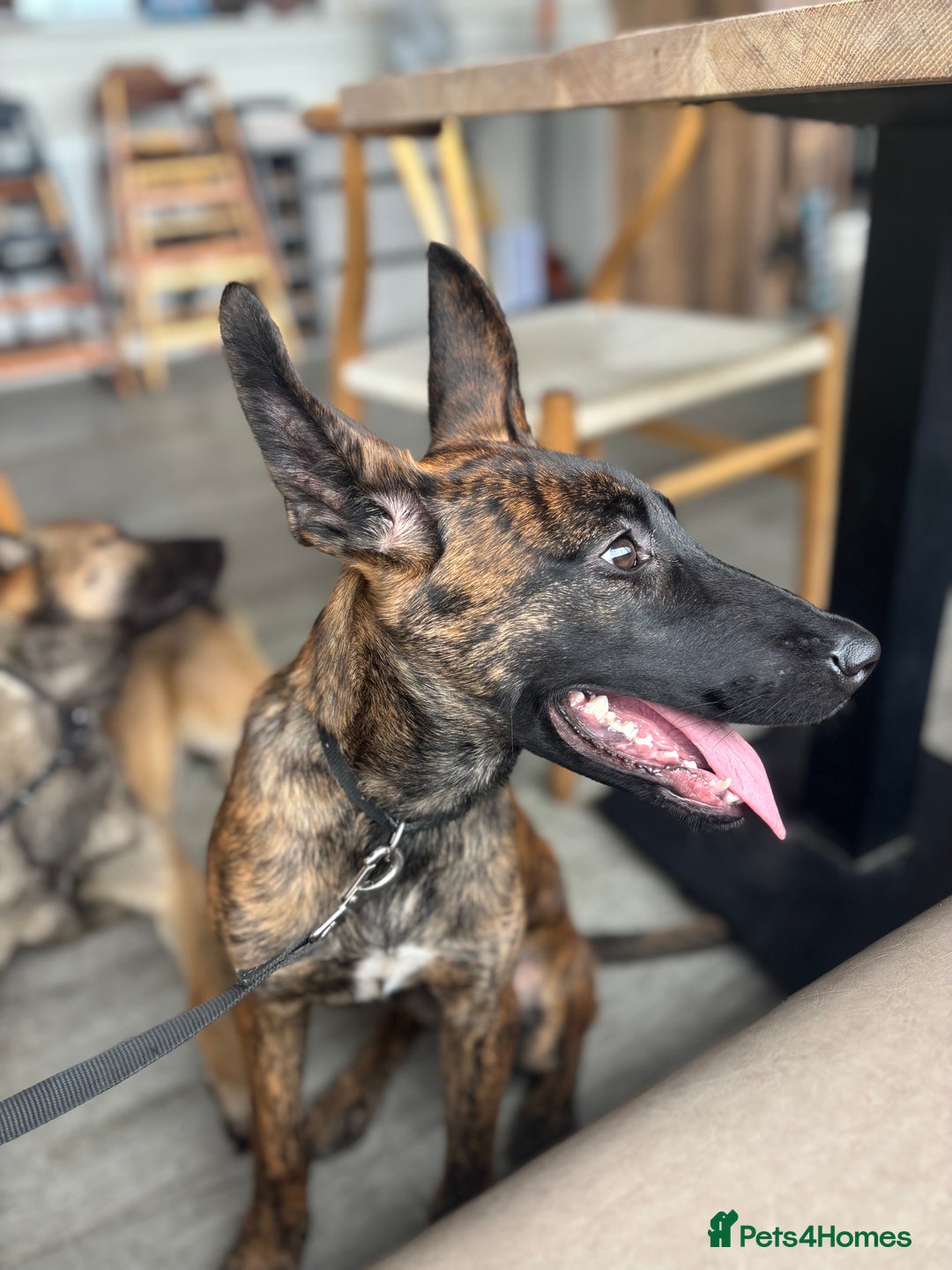 Belgian Shepherd Dog dogs for sale: Obedience Trained Belgian dutch malinios - Image 6
