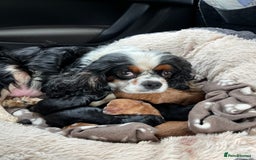 Cavapoo dogs for sale: Gorgeous male cavapoo puppies  - Image 13