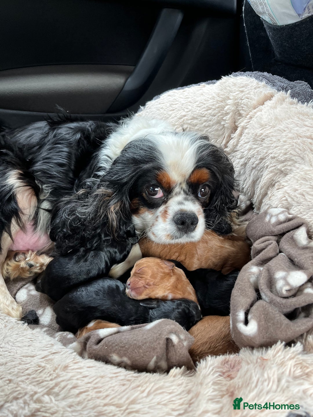 Cavapoo dogs for sale: Gorgeous male cavapoo puppies  - Image 13