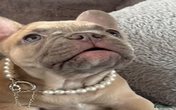 French Bulldog dogs for sale: LILAC Frawn 1girl pup left(I own both mom and dad) - Image 15