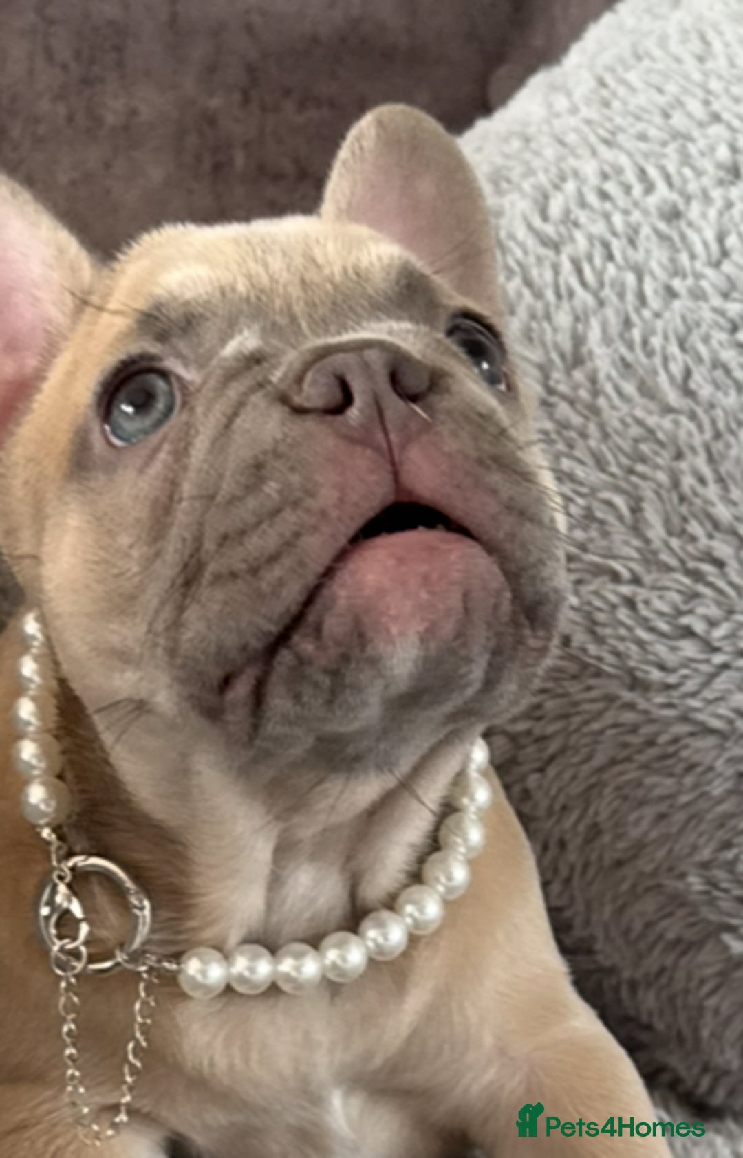 French Bulldog dogs for sale: LILAC Frawn 1girl pup left(I own both mom and dad) - Image 15