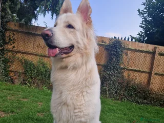 German Shepherd dogs - Advert 29